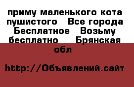 приму маленького кота пушистого - Все города Бесплатное » Возьму бесплатно   . Брянская обл.